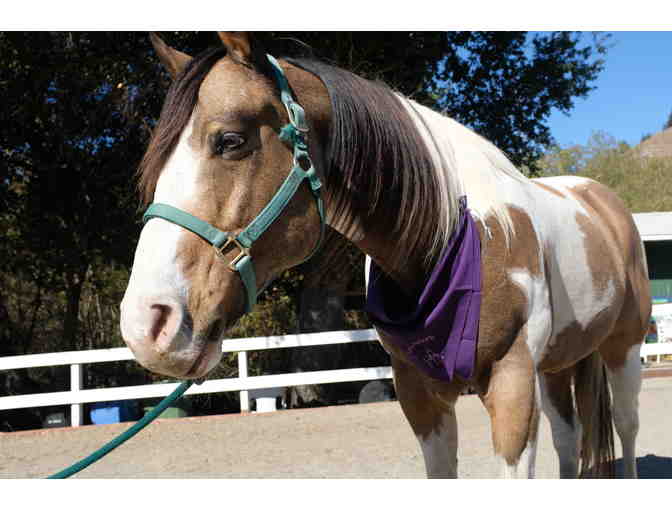 1 of Julian's Purple Xenophon Bandanas