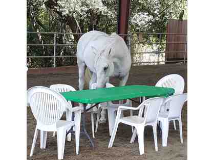 Family Fun Ride for 4!