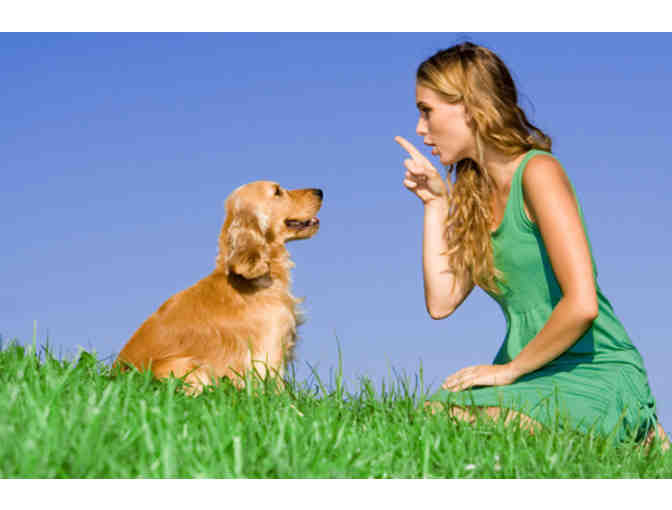 One 6 Week Session of Beginner One or Puppy Training Classes
