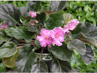 Fancy African Violet