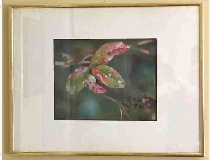 Framed & Matted Close-up Photo of Leaves