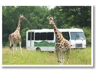 'The Wilds' Safari Transport Pass