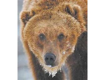 2 Tickets to the Grizzly & Wolf Discovery Center in West Yellowstone, MT