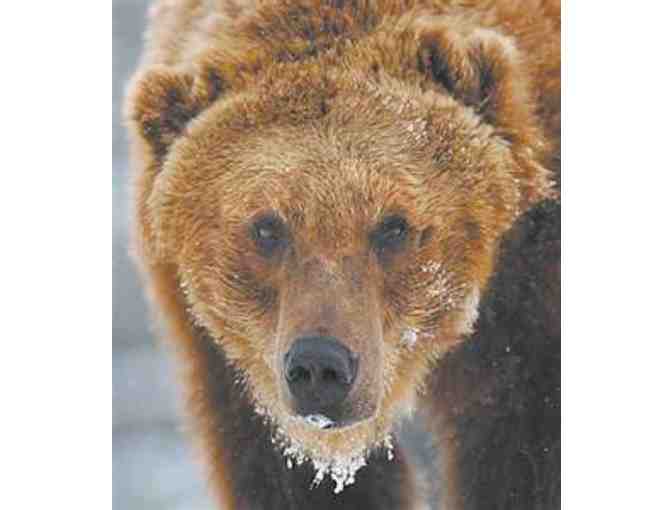 4 Tickets to Grizzly & Wolf Discovery Center, Yellowstone, MT