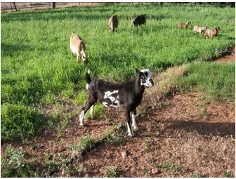 Cheese from Castle Valley Creamery!