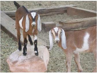Cheese from Castle Valley Creamery!