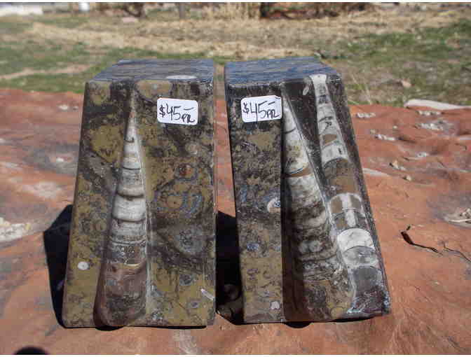 Goniatite Ammonite Bookends from Moab Rock Shop!
