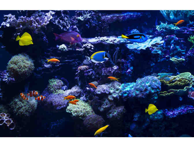 Loveland Living Planet Aquarium in Draper UT-Two VIP Passes