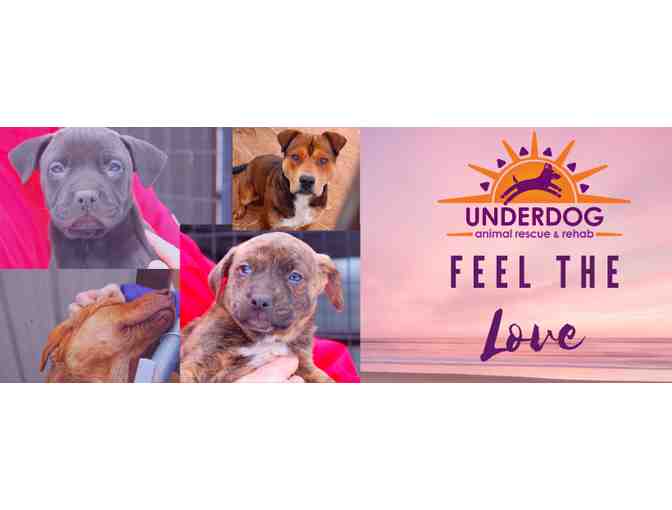 Underdog Animal Rescue - Adopt a Dog or Puppy!
