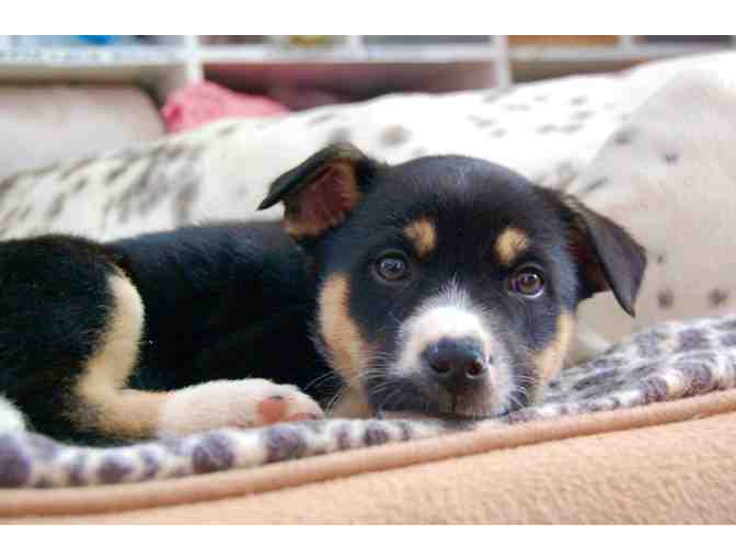 Underdog Animal Rescue - Adopt a Dog or Puppy!