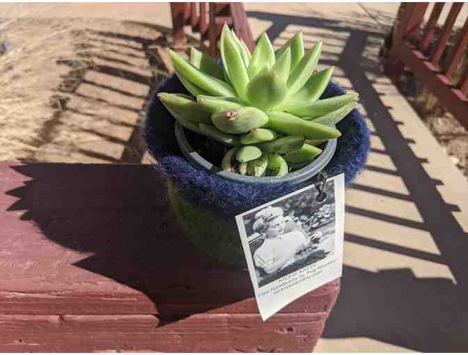 Succulent in Blue/Green Felted Container from Nickie Knits