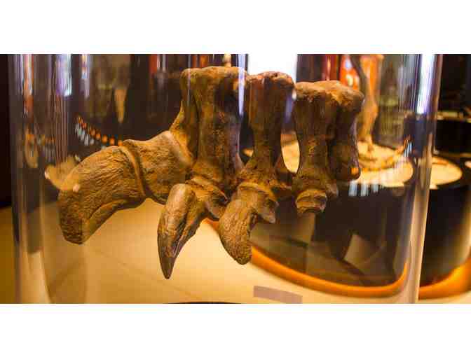 'Cenozoic Fossils I' donated by Moab Giants!