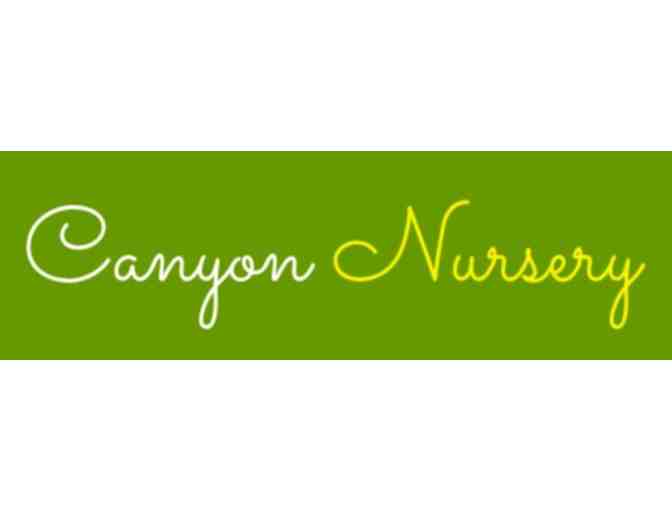 Canyon Nursery - Biweekly Bodacious Blooms, April through June, Delivered to You!