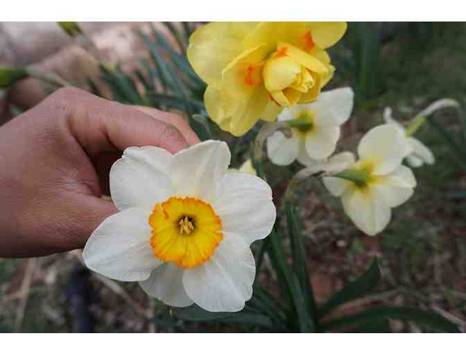 Farm Yard - Four Weeks of Springtime Blooms