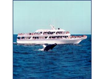 Hyannis Whale Watcher Cruise