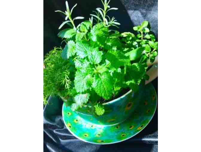 Peacock Cup Planter #2 - Summer Beverage Herbs