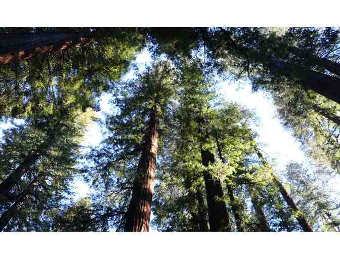 Getaway for 6 People including BBQ to The Redwood River Walk Boutique Hotel