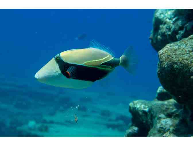 2-seats on Holo Holo Charters' 7-hour Niihau + Napali Super Coast Boat Tour