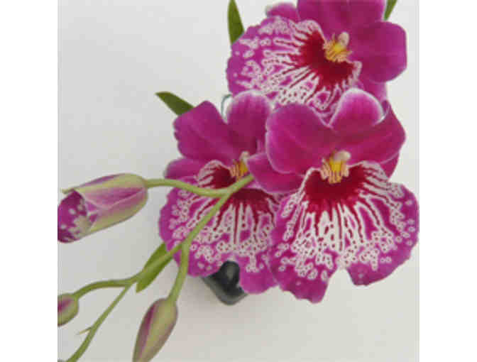 Kaua'i Nursery and Landscaping Gift Certificate - $50 Value