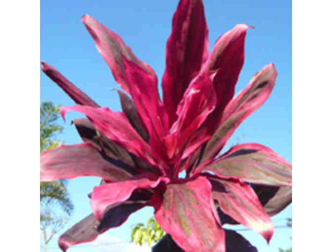 Kaua'i Nursery and Landscaping Gift Certificate - $50 Value