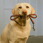 Dog with leash