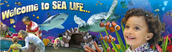Sea Life Banner